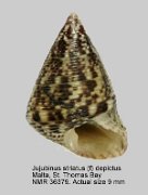 Jujubinus striatus (f) depictus